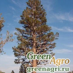 Семена Сосна скрученная Муррея (Pinus contorta ssp. murrayana) 5 гр.