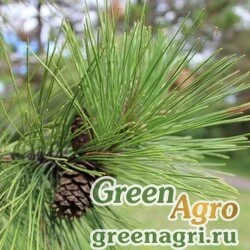 Семена Сосна красная (Pinus resinosa) 10 гр.