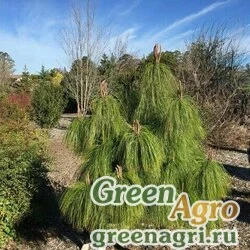Семена Сосна ложновеймутова (Pinus pseudostrobus) 3 гр.