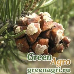 Семена Сосна съедобная (Pinus edulis) "Huerfano , CO" 15 г