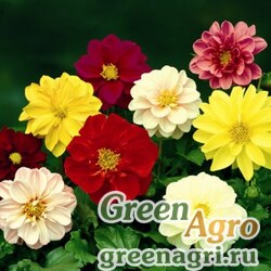 Семена Георгина изменчивая (Dahlia variabilis) "Fresco" (formula mix) raw 250 шт.