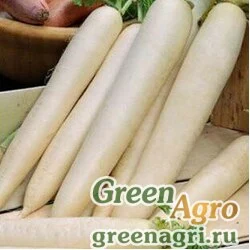 Семена Дайкон Астор (упак-50 гр.)
