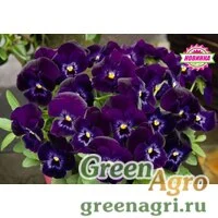 Семена Фиалка рогатая Эдмаер Деним 1000шт