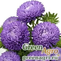 Семена Астра Бьютифул Дэй Дарк Блю 1000шт
