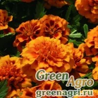 Семена Бархатцы отклоненные Хироу Оранж Би 1000шт