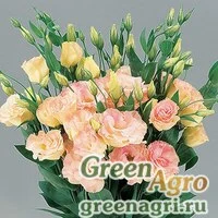 Семена Эустома Супер Мэджик Шампань 1000драже