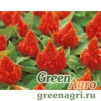 Семена Целозия перистая Кимоно Оранж 1000шт