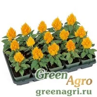 Семена Целозия перистая Кимоно Еллоу 1000шт