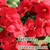 Семена Бальзамин махровый Афина Ред 1000шт