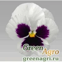 Семена Виола крупноцветковая Инспайер Делюкс Вайт Блотч 1000шт