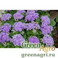 Семена Агератум Алоха Блю 1000шт