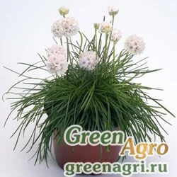 Семена Армерия приморская Монинг Стар Вайт 1000шт