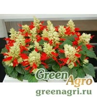 Семена Сальвия Редди Вайт Сюрпрайз 1000шт