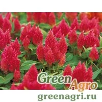 Семена Целозия перистая Кимоно Салмон Пинк (1уп-1000шт)