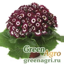 Семена Цинерария гибридная Венеция Бордо виз Ринг 1000шт