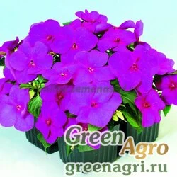 Семена Бальзамин Баланс Виолет 100шт