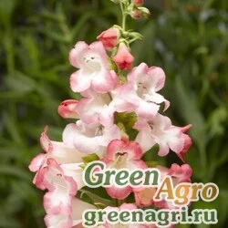 Пенстемон Хартвига Penstemon hartwegii Arabesque pink Raw 1000