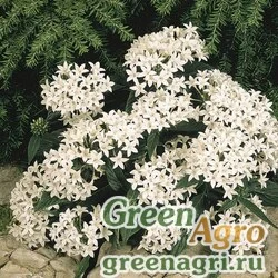 Пентас ланцетовидный Pentas lanceolata Graffiti F1 White Pelleted 1000