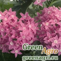 Пентас ланцетовидный Pentas lanceolata Kaleidoscope F1 Pink Pelleted 1000