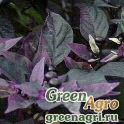Семена Перец летний (Capsicum annuum) "Purple Flash" raw 100 шт.