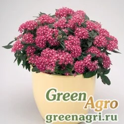 Пентас ланцетовидный Pentas lanceolata Graffiti F1 Rose Pelleted 1000