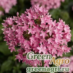 Пентас ланцетовидный Pentas lanceolata HoneyCluster F1 pink Pelleted 1000