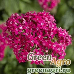 Пентас ланцетовидный Pentas lanceolata HoneyCluster F1 deep rose Pelleted 1000