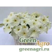 Семена Петуния ампельная гибридная (Petunia x hybrida) "Amore Mio F1" (white) raw 1000 шт.