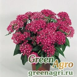 Пентас ланцетовидный Pentas lanceolata New Look Rose Pelleted 1000