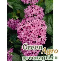 Семена Пентас ланцетовидный (Pentas lanceolata) "Kaleidoscope F1" (lilac) Pelleted 1000 шт.