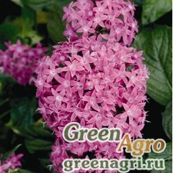 Семена Пентас ланцетовидный (Pentas lanceolata) "Kaleidoscope F1" (lilac) Pelleted 1000 шт.