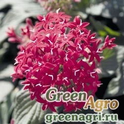 Пентас ланцетовидный Pentas lanceolata Kaleidoscope F1 Carmine Pelleted 1000