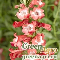 Пенстемон Хартвига Penstemon hartwegii Arabesque red Raw 1000