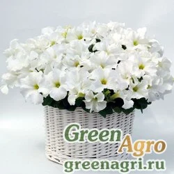 Семена Петуния грандифлора Капри Вайт 100