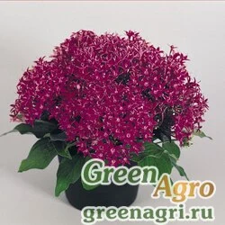 Пентас ланцетовидный Pentas lanceolata New Look Violet Pelleted 1000