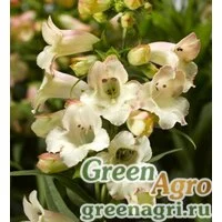 Семена Пенстемон Хартвига (Penstemon hartwegii) "Arabesque F1" (violet) raw 1000 шт.