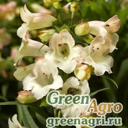 Семена Пенстемон Хартвига (Penstemon hartwegii) "Arabesque F1" (violet) raw 1000 шт.