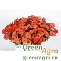 Семена Петуния ампельная гибридная (Petunia x hybrida) "Amore Mio F1" (orange red) raw 1000 шт.
