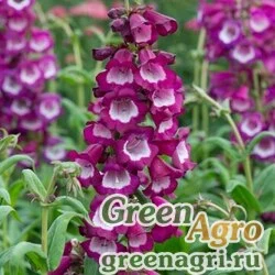 Пенстемон Хартвига Penstemon hartwegii Arabesque orchid Raw 1000