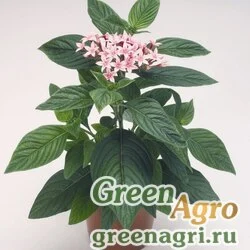 Пентас ланцетовидный Pentas lanceolata Kaleidoscope F1 Appleblossom Pelleted 1000