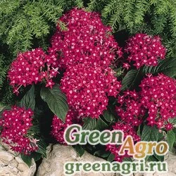 Пентас ланцетовидный Pentas lanceolata BeeBright F1 red Pelleted 1000
