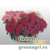 Семена Пентас ланцетовидный (Pentas lanceolata) "New Look" (mix) pelleted 1000 шт.