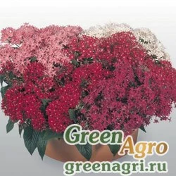 Семена Пентас ланцетовидный (Pentas lanceolata) "New Look" (mix) pelleted 1000 шт.