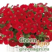 Семена Петуния минифлора Бэби Джоконда Оранж Ред 100