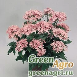 Пентас ланцетовидный Pentas lanceolata New Look Pink Pelleted 1000