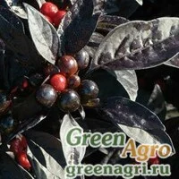 Семена Перец летний (Capsicum annuum) "Black Pearl" (black) raw 1000 шт.
