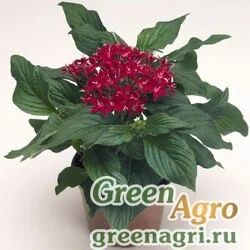 Пентас ланцетовидный Pentas lanceolata Kaleidoscope F1 Deep Red Pelleted 1000