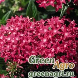 Пентас ланцетовидный Pentas lanceolata Kaleidoscope F1 Deep Rose Pelleted 1000