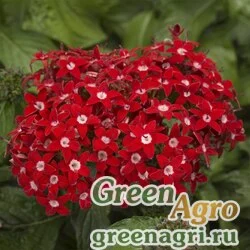 Пентас ланцетовидный Pentas lanceolata HoneyCluster F1 red Pelleted 1000