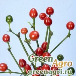 Семена Перец летний (Capsicum annuum) "Cappa" (round red) raw 100 шт.